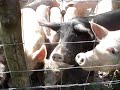 xPIGSx DO THE PIG SQUEAL CHALLENGE !