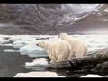 videos de El oso polar