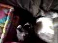 videos de roxy