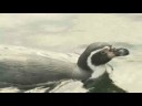 videos de Verirrte und homosexuelle Pinguine
