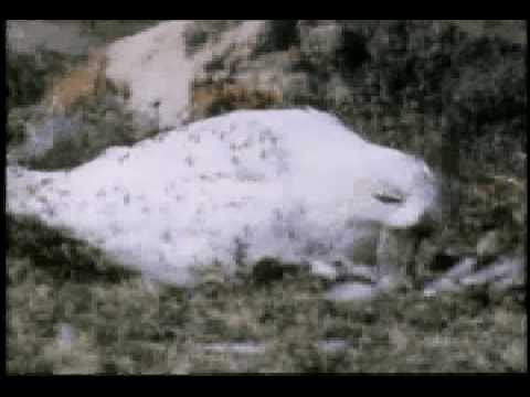 harfang - Considéré comme l'un des plus lourds strigidés de l'Amérique du Nord, le Harfang des neiges (Bubo scandiacus) mesure presque 50 cm et ses ailes déployées ont...
