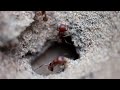 Macro video of red ants entering and exiting their nest