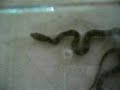 Cincuate o alicante (pituophis deppei deppei )