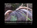 More about our Superb Lyrebird at Adelaide Zoo