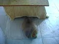 Perritos de la pradera mordiendo su casita