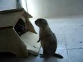 Perritos de la pradera mordiendo su casita