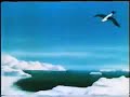 Pim de Pinguin