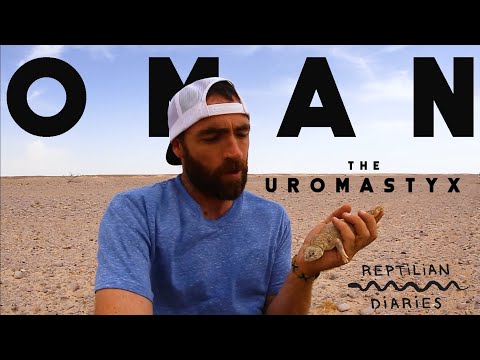 YouTube reptile video