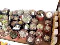 cactus di carriego