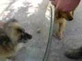 Perro en el espejo