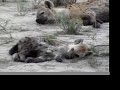 hyena pups