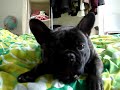 grumpy ninja tries to tell me to P**s off!