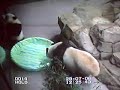 Tai and little Greeny