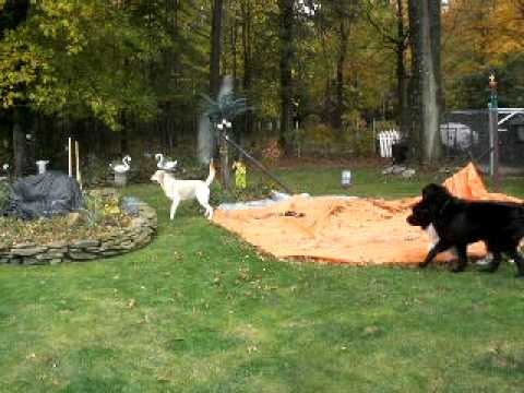 Otis & Blue, Labs having Fun at Cleveland Dog Boarding