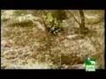 Tigress vs. Sloth Bear