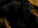 meer puppies! meer puppies!
