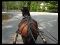 Carriage driving horse training in neighborhood