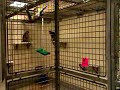 Playful monkeys in Oregon Primate Facility Playful monkeys in Oregon Primate Facility
