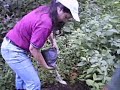 Reforestacion (Proyecto Cuencas)
