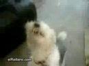 Perro heavy
