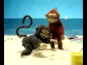Macaco Tarado