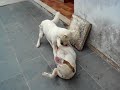 pitt bull e akita