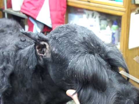 Pet Grooming Giant Schnauzer head