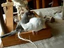 Mika En Snowy, mijn 9 weken oude valkjes