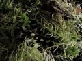 das sind tigersalamander/diescher (ambystoma tigrinum). querzahnmolche aus der familie der ambystomadiden.
leben haupts�chlich an land und haben eine vorliebe f�r�s graben.