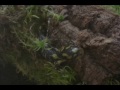 das sind tigersalamander/diescher (ambystoma tigrinum). querzahnmolche aus der familie der ambystomadiden.
leben haupts�chlich an land und haben eine vorliebe f�r�s graben.
