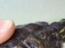 Carapace di trachemys scripta scripta-troosti Carapace di trachemys scripta scripta-troosti