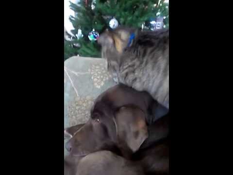 chocolate labrador retreiver gets loved by kitty cat