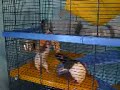 Rotterne f�r pandekage