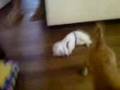 videos de beauty the cotton.3GP