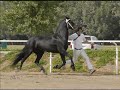 Tribute to Friesian Judges,Runners& Horses of 2006 keurings Tribute to Friesian Judges,Runners& Horses of 2006 keurings