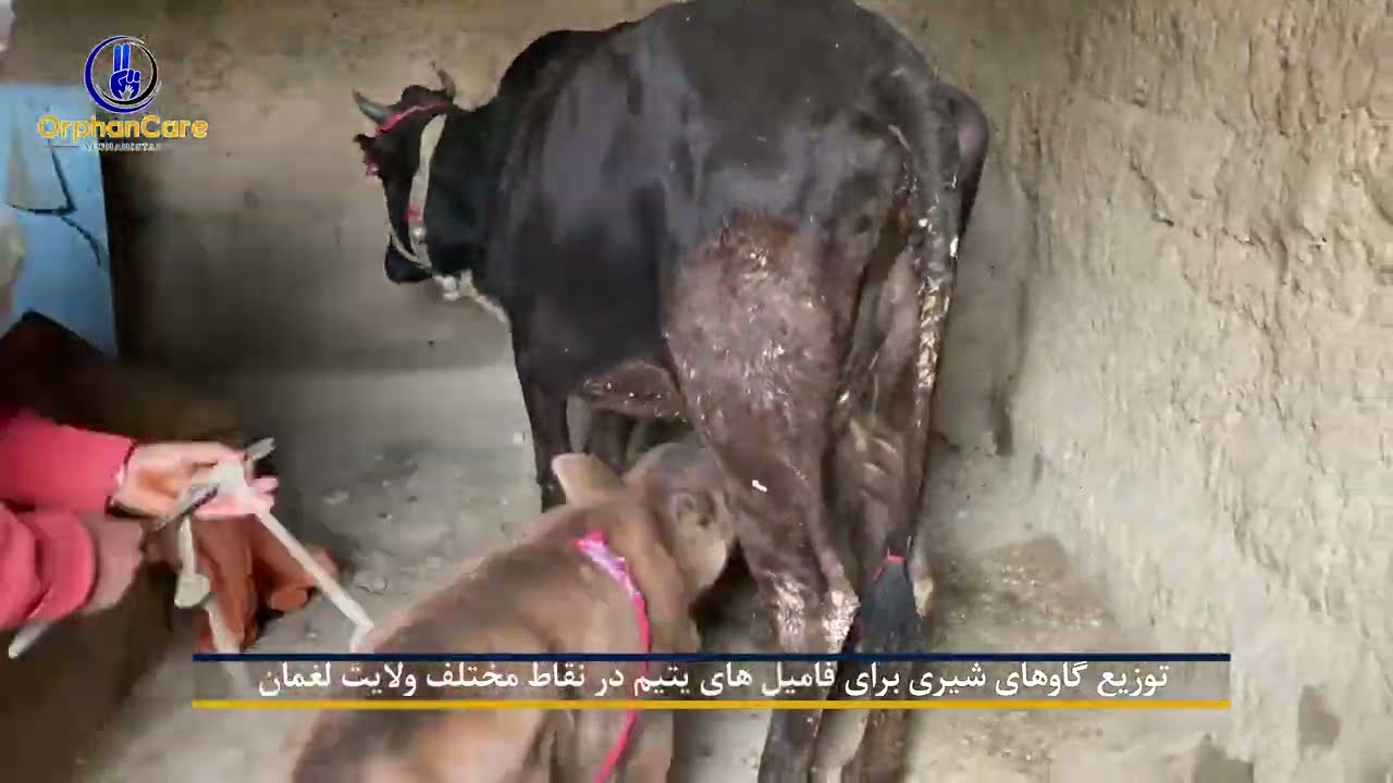 Cow Distribution to Orphan Families  / په لغمان ولایت کې د د یتیمانو کورنیو ته د لنګو غواګانو توزیع