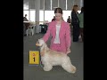 cacib kiev ukraine 28 04 2007 puppy junior class jbob jbos