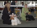 cacib kiev ukraine 28 04 2007 puppy junior class jbob jbos