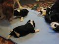 Featherfalls Cavaliers - Boo's Puppies 2009 - 3 Weeks Old - 02