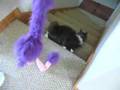 Chloe vs Flamingo