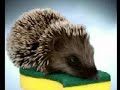 ernie il riccio, spot spontex, funniest commercial