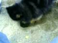 Dino is digging in th sandbox