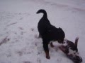 Pasha & Maika`s first play in snow