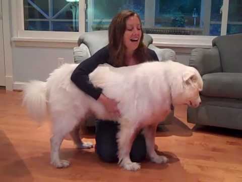 how to control epilepsy in dogs