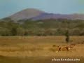human VS animal