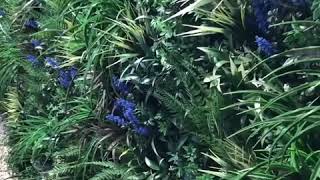 Green Wall 12 months after installation