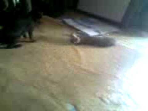 bunga citra lestari bugil