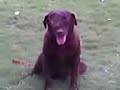 Daisy's Fight with Cancer! (Gohana) India  Nasal Cancer Cancers