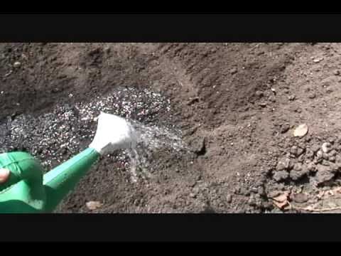 how to fertilize snow peas