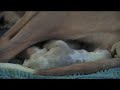 junos ibby puppies 1